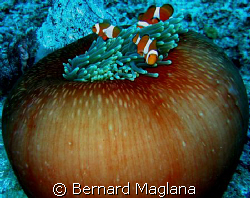 PROTECT THE APPLE/Never thought NEMO loves apple! by Bernard Maglana 